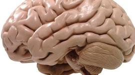 Timeline: Evolución del cerebro