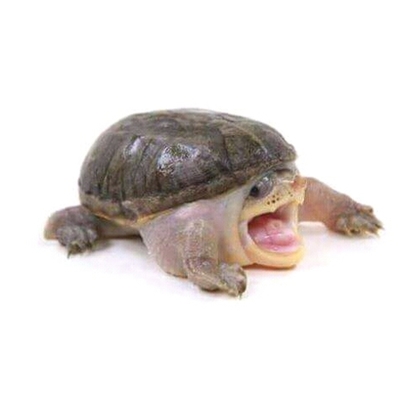 Timeline: Linea del tiempo hidraulica