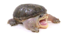 Timeline: Linea del tiempo hidraulica