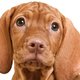 Vizsla puppy