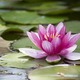 Water lily 2419668 1920