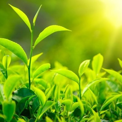 Timeline: Germinación de una semilla