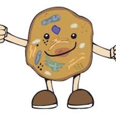 Timeline: La célula, concepto, partes y funciones