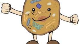 Timeline: La célula, concepto, partes y funciones