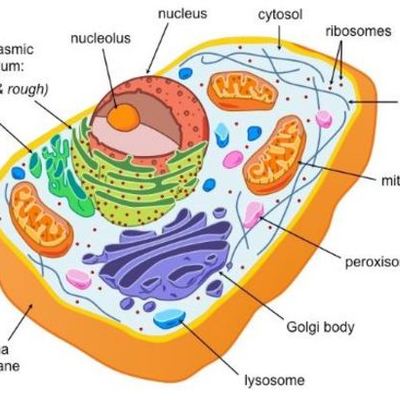 Timeline: DESCUBRIMIENTO DE LAS ESTRUCTURAS CELULARES - TRABAJO BIOLOGIA