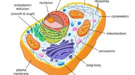 Timeline: DESCUBRIMIENTO DE LAS ESTRUCTURAS CELULARES - TRABAJO BIOLOGIA