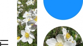 Timeline: Eestivabariik 100