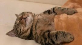 Timeline: El concepto de equilibrio quimico. Historia y controversia (linea del tiempo)