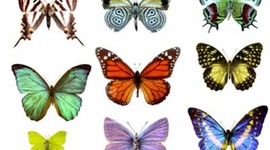 Timeline: A butterflies Life