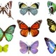 Butterfly color butterflies