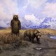 Nam alaska brown bears