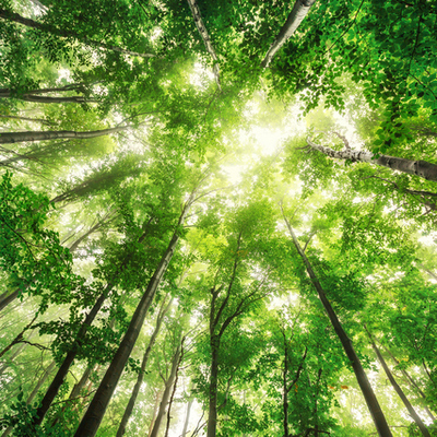 Timeline: Línea del tiempo, Ecología