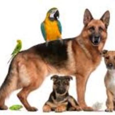 Timeline: Becoming a Veternarian