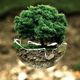 Historia de la ecología