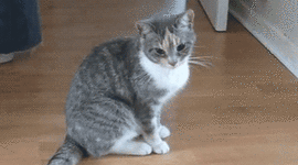 Timeline: My life as Alexis