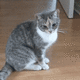 Giphy (1)