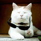 Giphy (2)