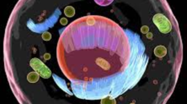 Timeline: Cell Discovery and Microscopes