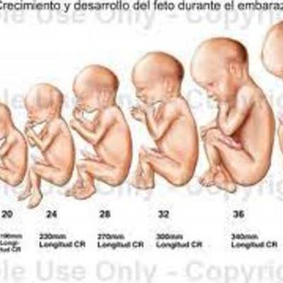 Timeline: Desarrollo Embrionario