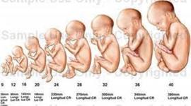 Timeline: Desarrollo Embrionario