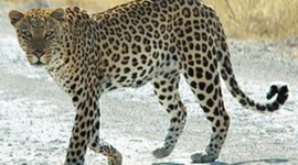 Timeline: Remy le bg