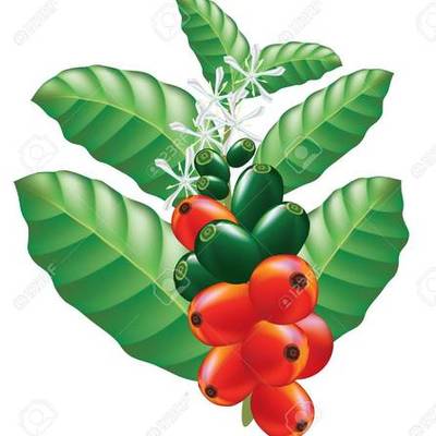 Timeline: Manejo integrado de la broca del café