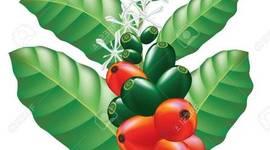 Timeline: Manejo integrado de la broca del café