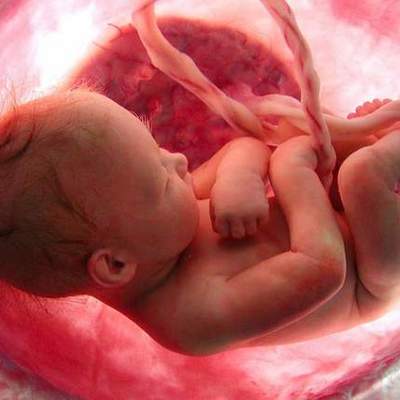 Timeline: Desarrollo embrionario