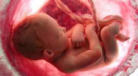 Timeline: Desarrollo embrionario