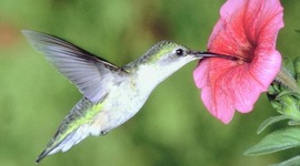 Timeline: DERECHOS DE LOS ANIMALES