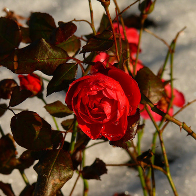 Timeline: A Rose for Emily