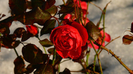 Timeline: A Rose for Emily