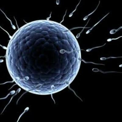 Timeline: Desarrollo embrionario