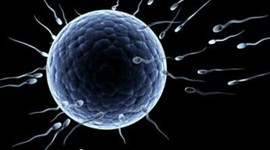 Timeline: Desarrollo embrionario