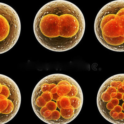 Timeline: DESARROLLO EMBRIONARIO
