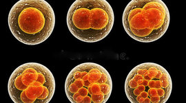 Timeline: DESARROLLO EMBRIONARIO