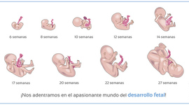 Timeline: Desarrollo Embrionario