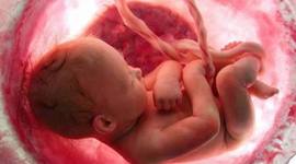 Timeline: Desarrollo Embrionario