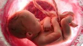 Timeline: desarrollo embrionario