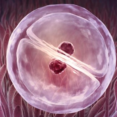 Timeline: Desarrollo Embrionario