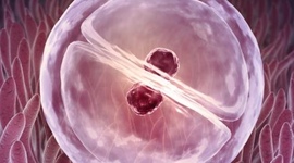 Timeline: Desarrollo Embrionario