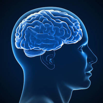 Timeline: Développement du cerveau