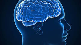 Timeline: Développement du cerveau