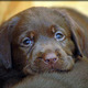 Chocolate lab pup