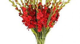 Timeline: Relația mentor - stagiar (grupa Gladiolelor, activitatea colaborativă nr. 2 din cadrul proiectului INDUCAS)