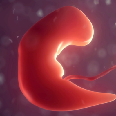 Timeline: Fetal Development