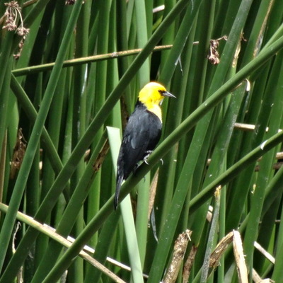 Timeline: Wetlands In Bogotá, Colombia
