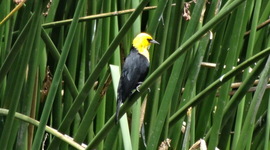 Timeline: Wetlands In Bogotá, Colombia