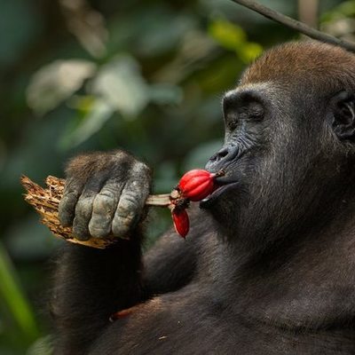 Timeline: Западная горилла