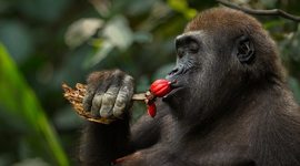 Timeline: Западная горилла